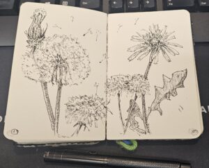 Sketches of dandelions in my pocket sketchbook, done in fountain pen.