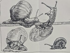 A few snail sketches drawn in fountain pen