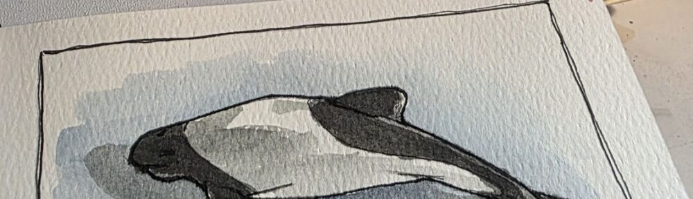 Commerson’s Dolphin or The Panda Dolphin