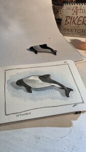 A model of a panda dolphin on a light stage and an ink and watercolor sketch of the Commerson's dolphin