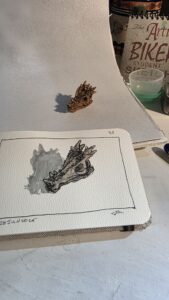 Miniature fossil of a Dracorex hogwartsia skull and ink and watercolor wash sketch of it