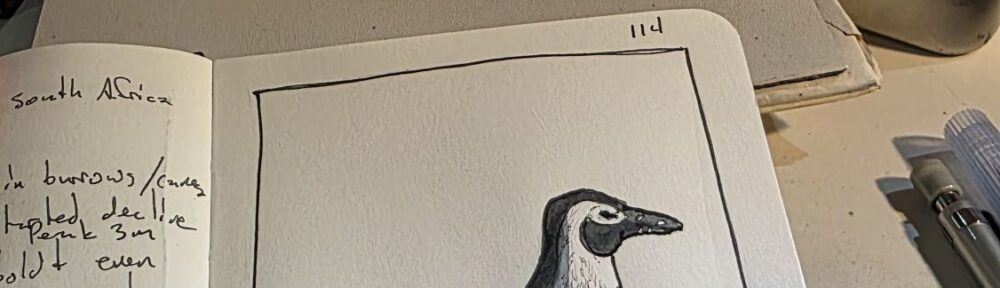 114. South African Penguin: You’ll Never Guess Where We Find These…