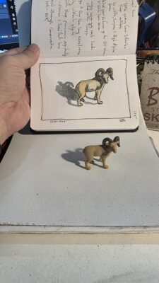 A miniature bighorn ram model from Safari, Ltd., and an ink and watercolor wash sketch