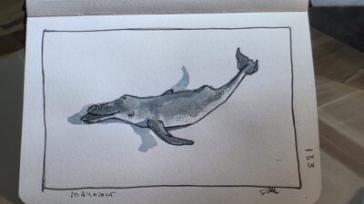 Ink and watercolor wash sketch of a humpback whale