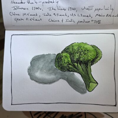 Broccoli Ink and Watercolor Wash Sketch