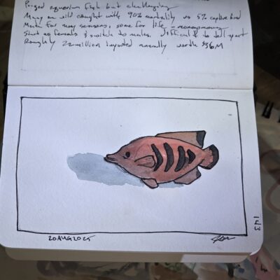 Angelfish ink and watercolor wash sketch