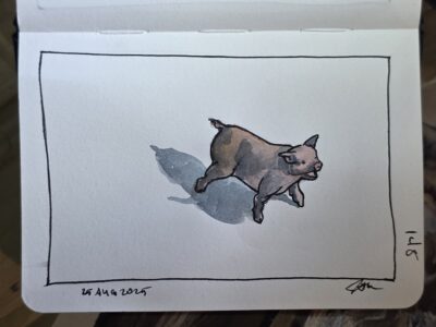 Ink and watercolor wash sketch of a pig