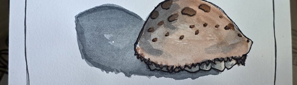 149. Cowrie Shell: Like Me, Their Beauty Is Their Curse