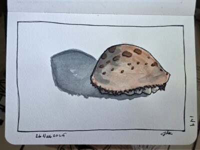 Ink and watercolor wash sketch of a cowrie
