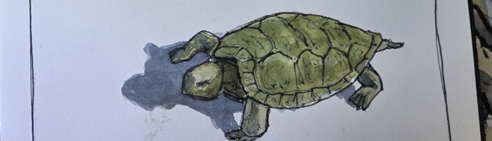 153. Terrapin: NOT a land flipper