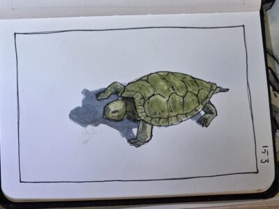 Ink and watercolor wash sketch of a terrapin