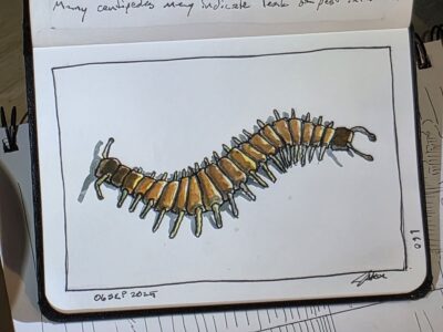 Ink and watercolor wash sketch of a centipede
