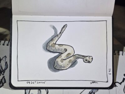 Ink and Watercolor Wash Sketch of a Rattlesnake