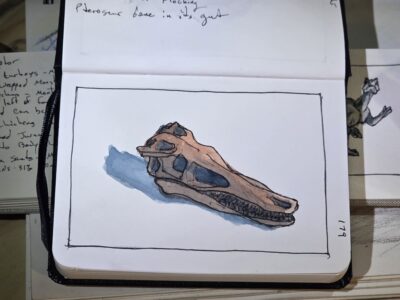 Ink and Watercolor Sketch of a Velociraptor Skull