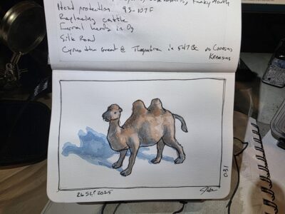 Ink and watercolor sketch of a camel