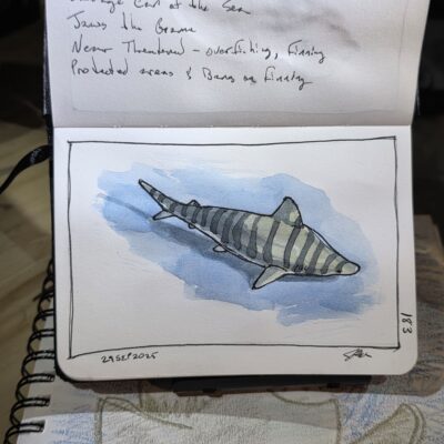 Ink and Watercolor Sketch of a Tiger Shark