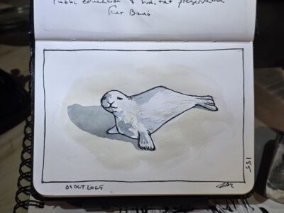 Ink and Watercolor Sketch of a baby Harp Seal