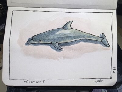 Ink and Watercolor Sketch of a Dolphin