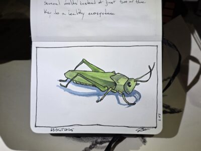 Ink and Watercolor Sketch of a Grasshopper figurine